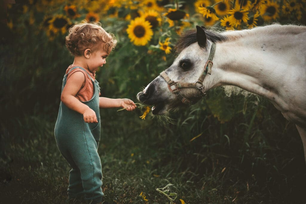 little boy feeding a sunflower to a mini pony and smiling wearing teal overalls