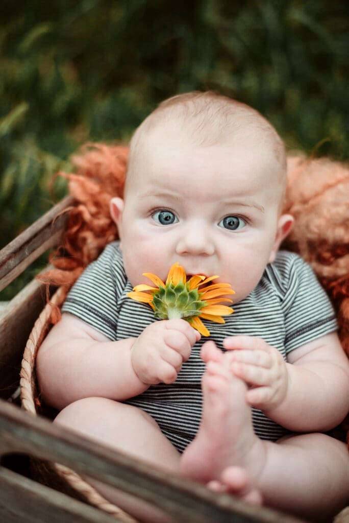 baby in wooden crate chewing on a small sunflower looking at the camera